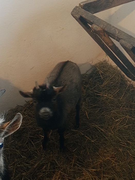 Koziołek miniaturka