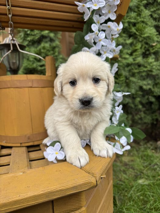 Cudowny piesek Golden Retriever biszkoptowy miś z rodowodem