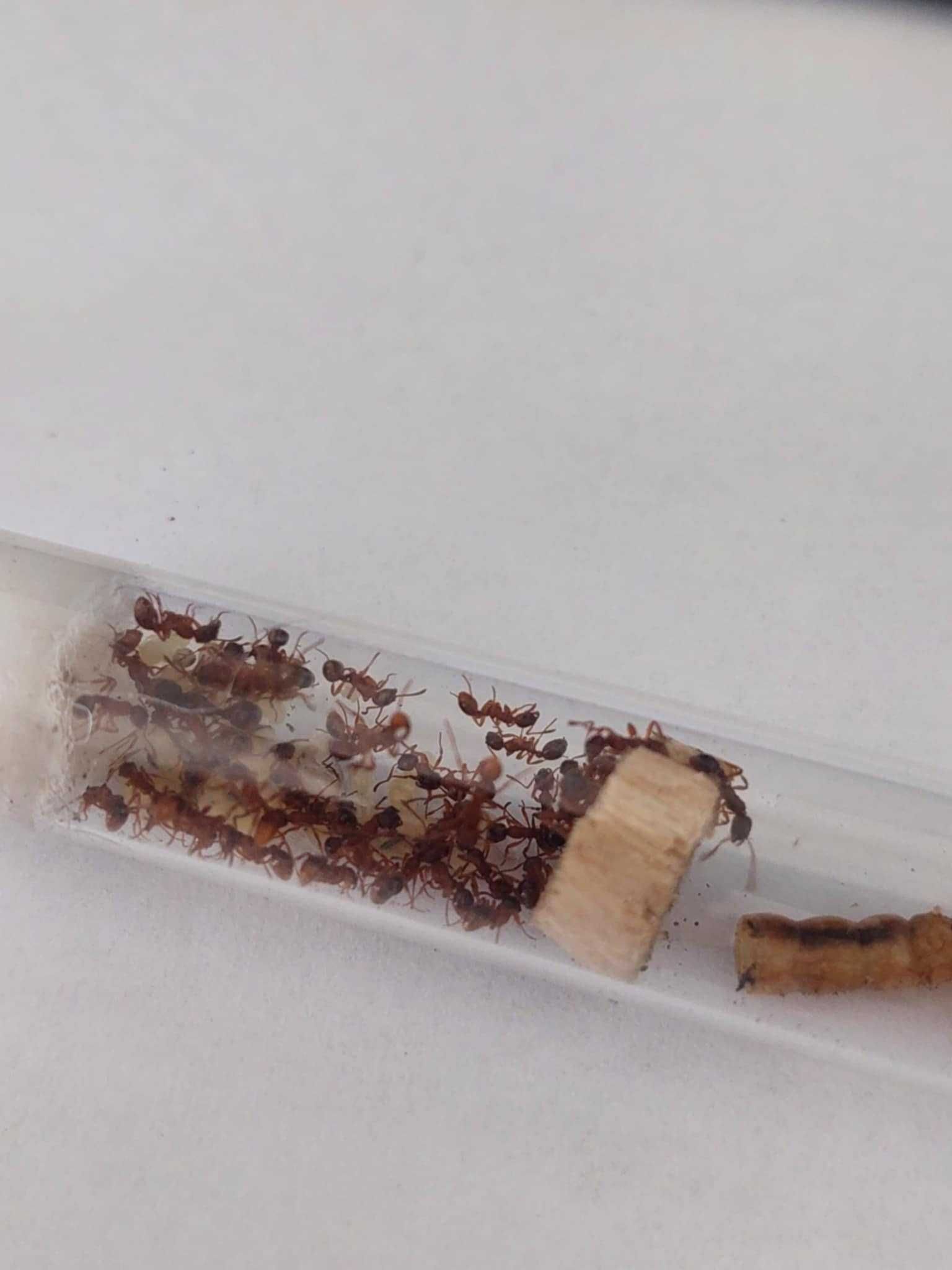 Kolonia Myrmica sp. Q + 50 robotnic