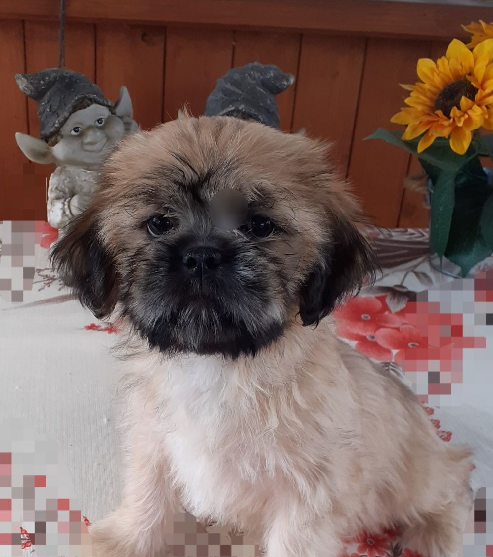 Lhasa apso kuzyn shih tzu