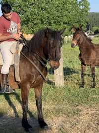 Cavalo castanho 7 anos