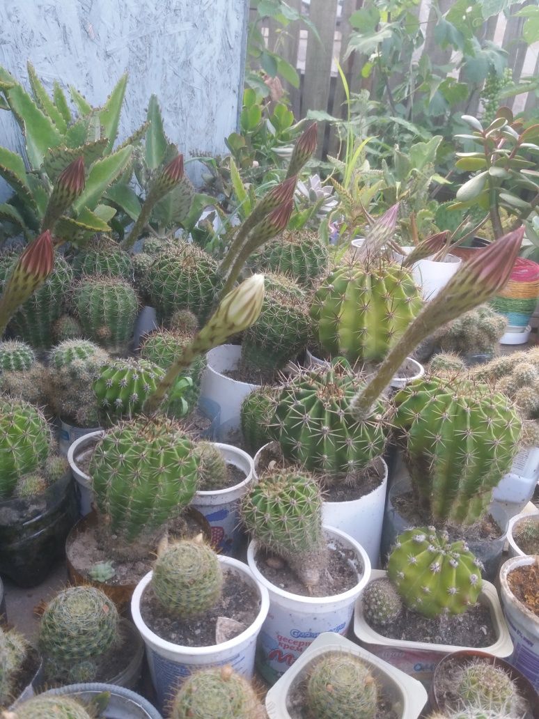 Кактусы разных сортов