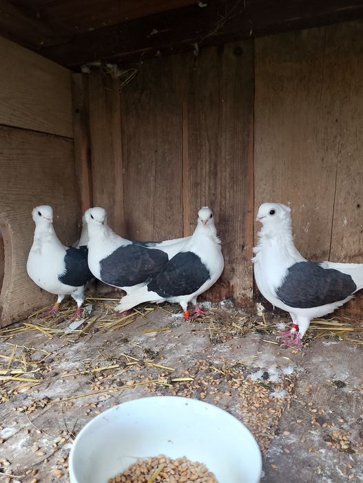Sprzedam gołębie mewki