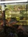 Hemichromis Stellifer- ryby akwariowe