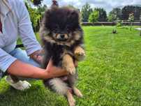 Szpic miniaturowy - Pomeranian Suczka - od zaraz!