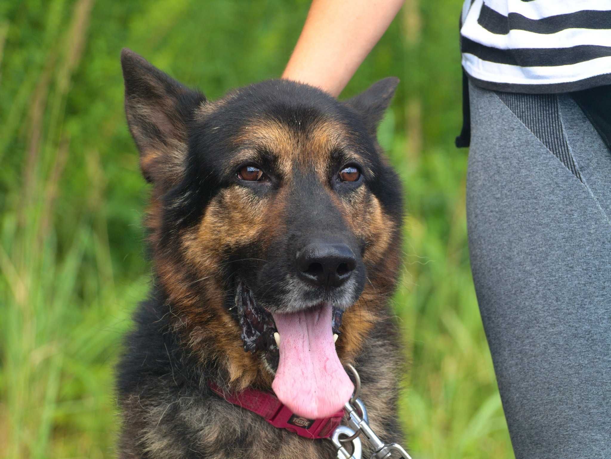 Hades - uroczy psiak, którego nikt nie dostrzega - do adopcji.