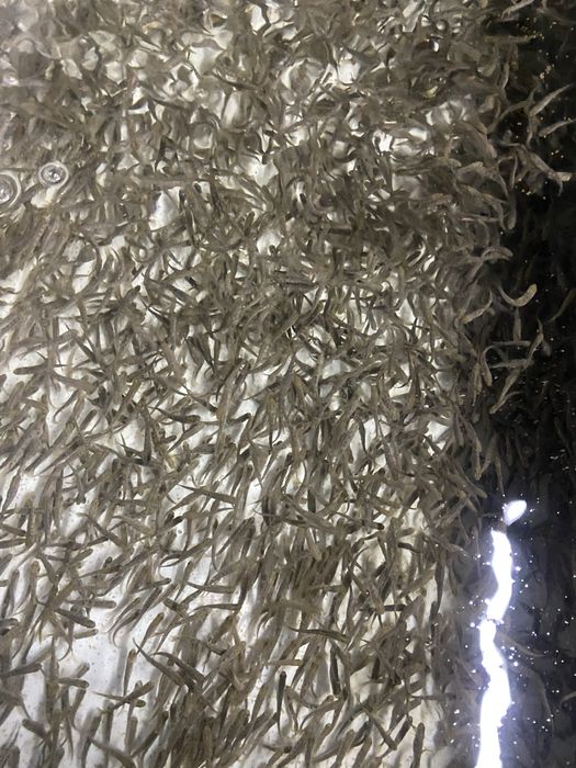 Мальок райдужної форелі зарибок форель