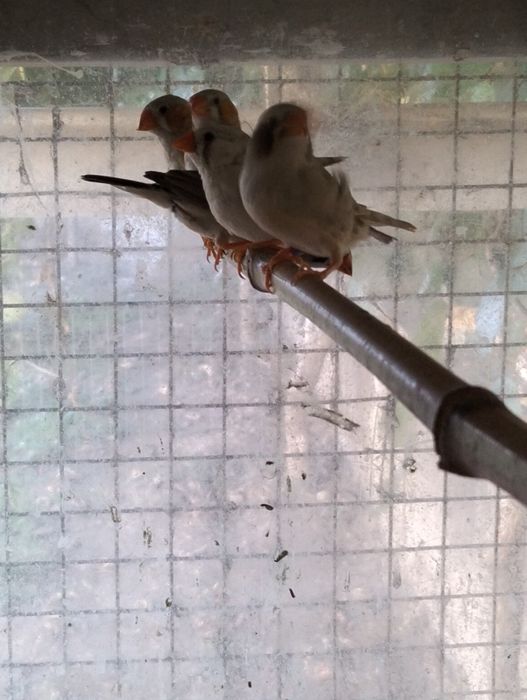 Aves Mandarins várias cores