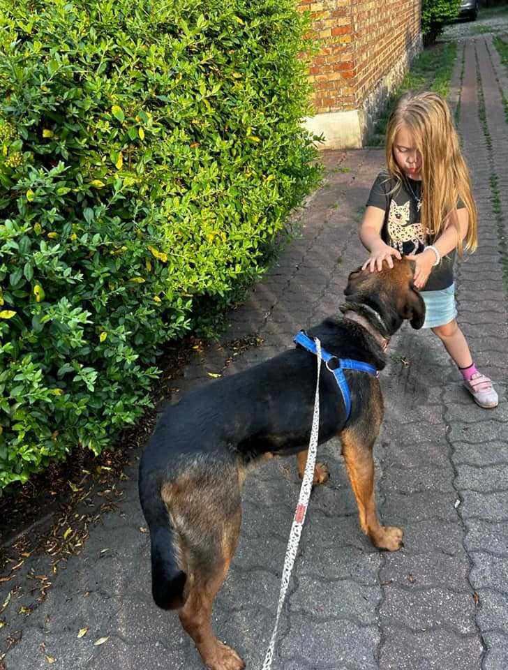 Jasio  5 lat w typie gończego minęło półtorej roku jak szuka domu
