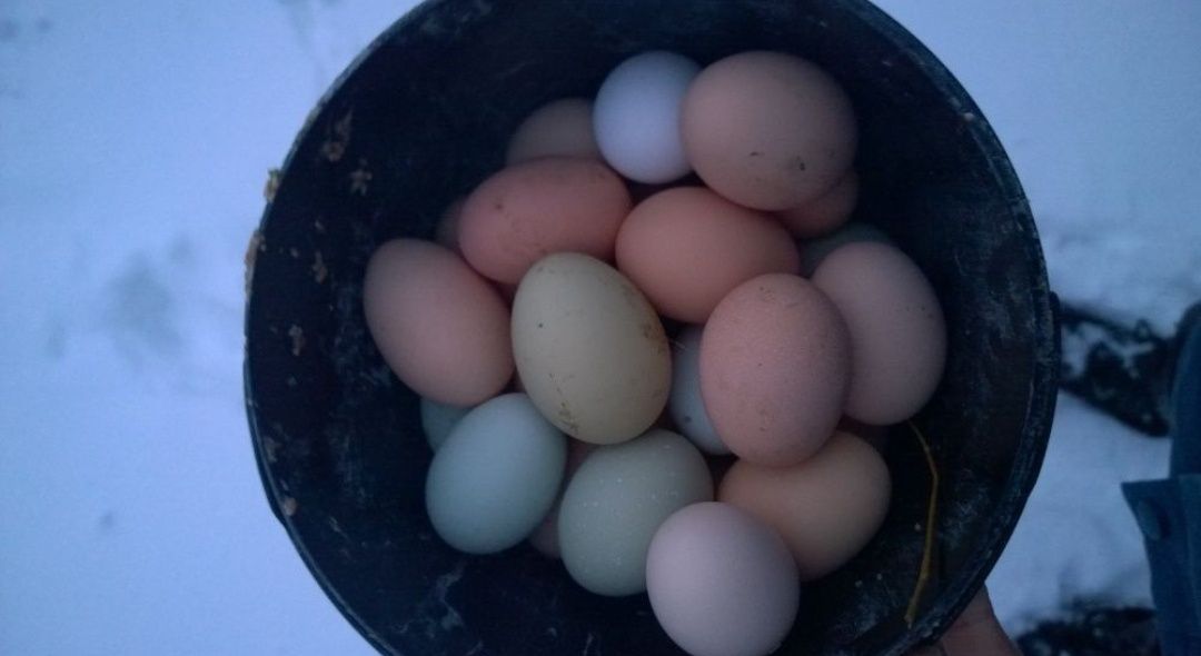 Jaja jajka lęgowe kolorowy miks niosek