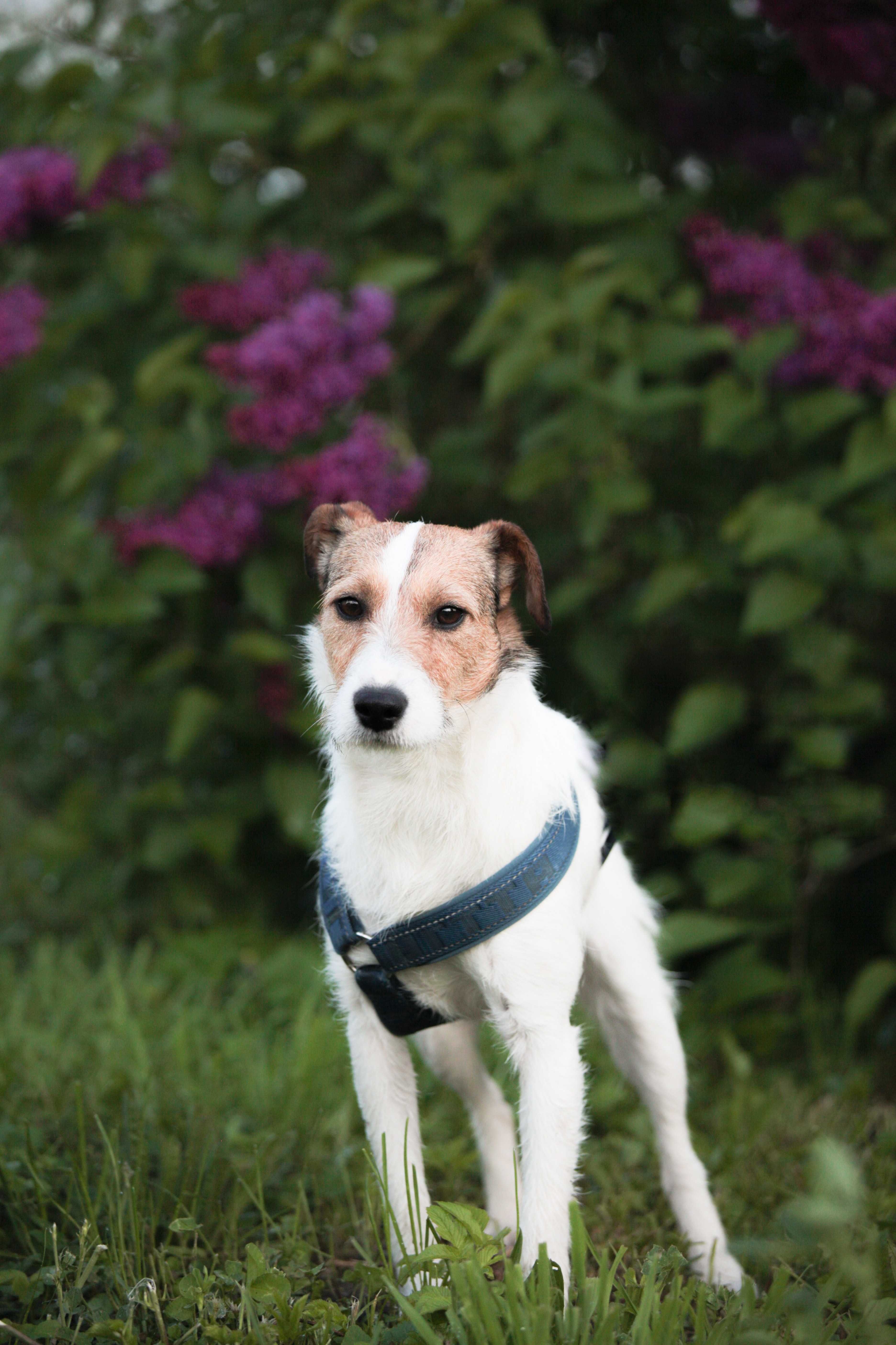 Piękny pies jak jack russell terrier terier