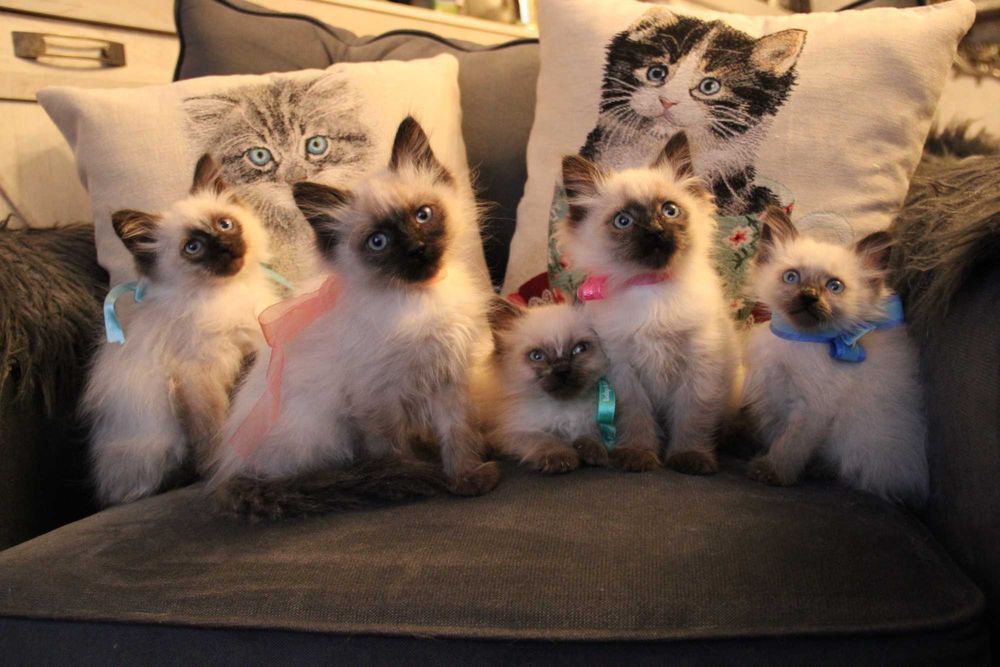 kotka syberyjska Neva Masquarade