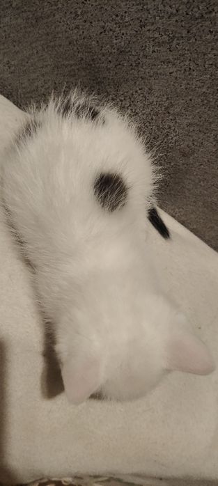 Отдам маленьких котят