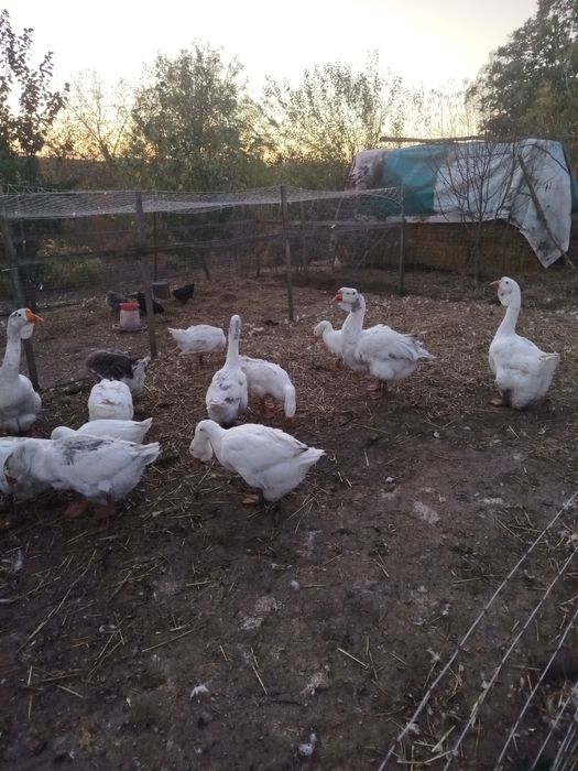 Холмагори Білоцерківський р-н.