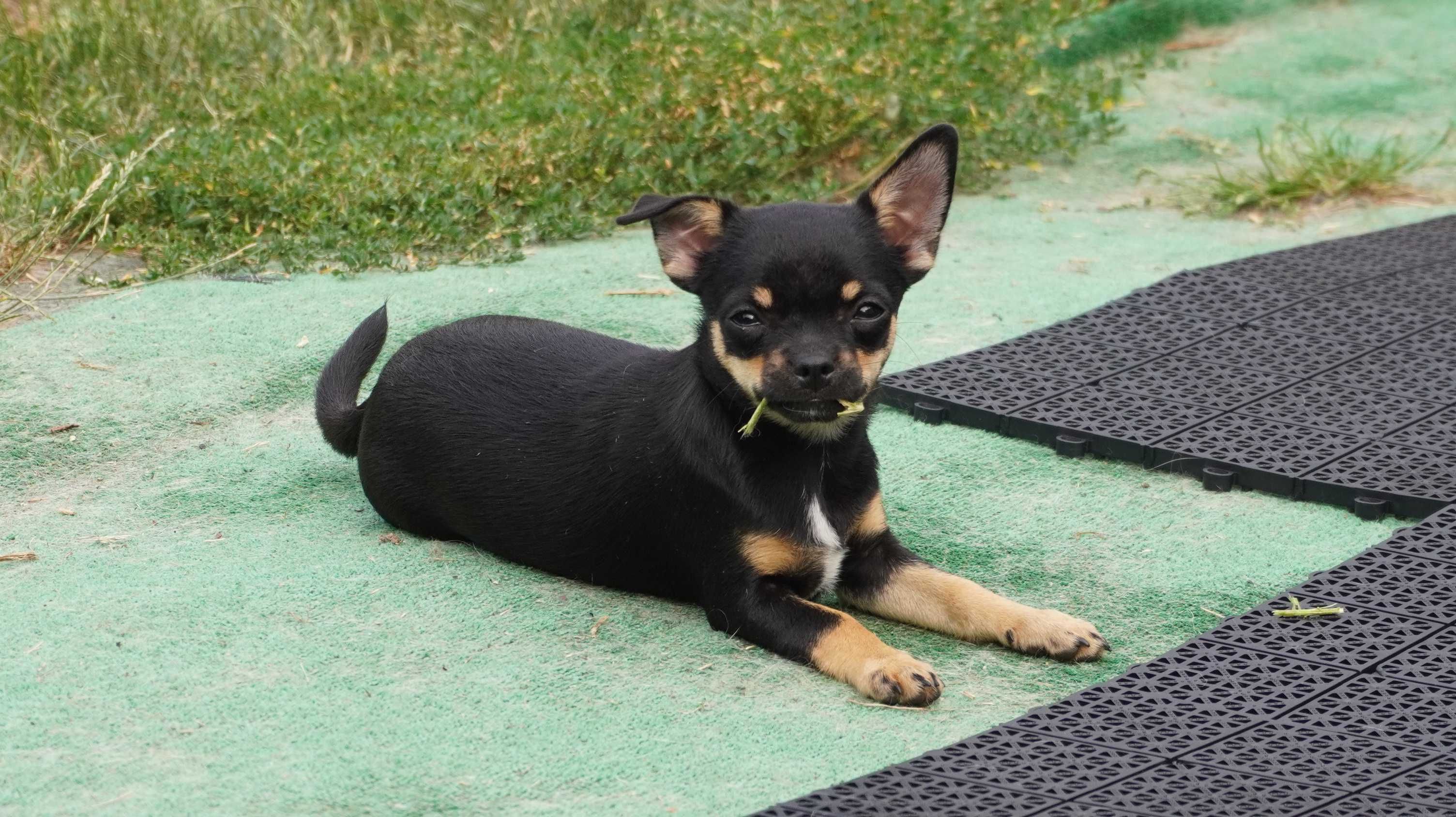 Sunia krótkowłosa Chihuahua - ZKwP/FCI
