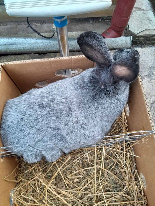 Продаються кролі