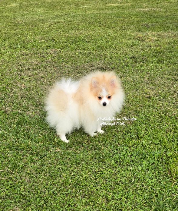 Szpic pomeranian miniaturowy piesek
