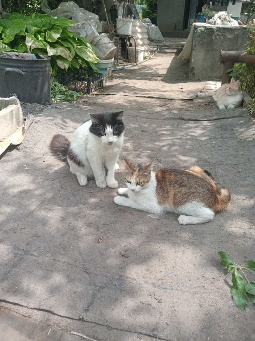 Молодой котик стерилиз, бело - чёрный пушистый в добрые руки