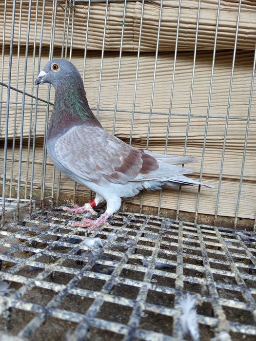 Golebie pocztowe Dirk van d. Bulck