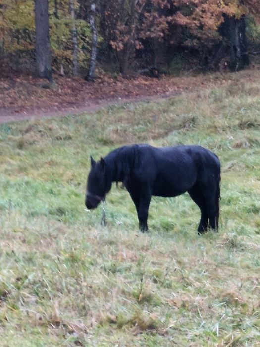 Sprzedam klacze spokojne zimnokrwiste
