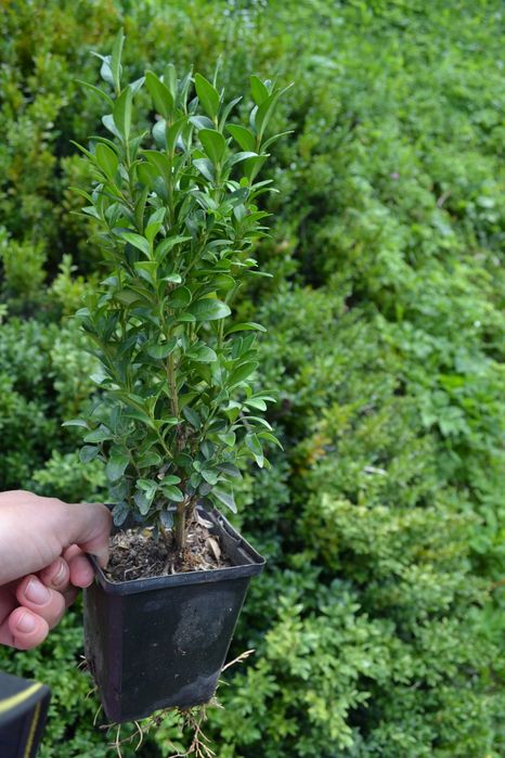 Самшит вічнозелений 30-40 см