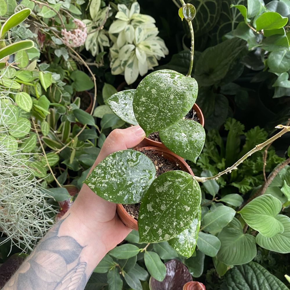 Хойя Hoya parasitica splash