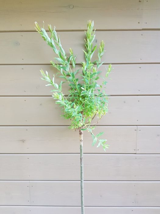 Salix integra 'Hakuro-nishiki' wierzba całolistna 'Hakuro-nishiki'