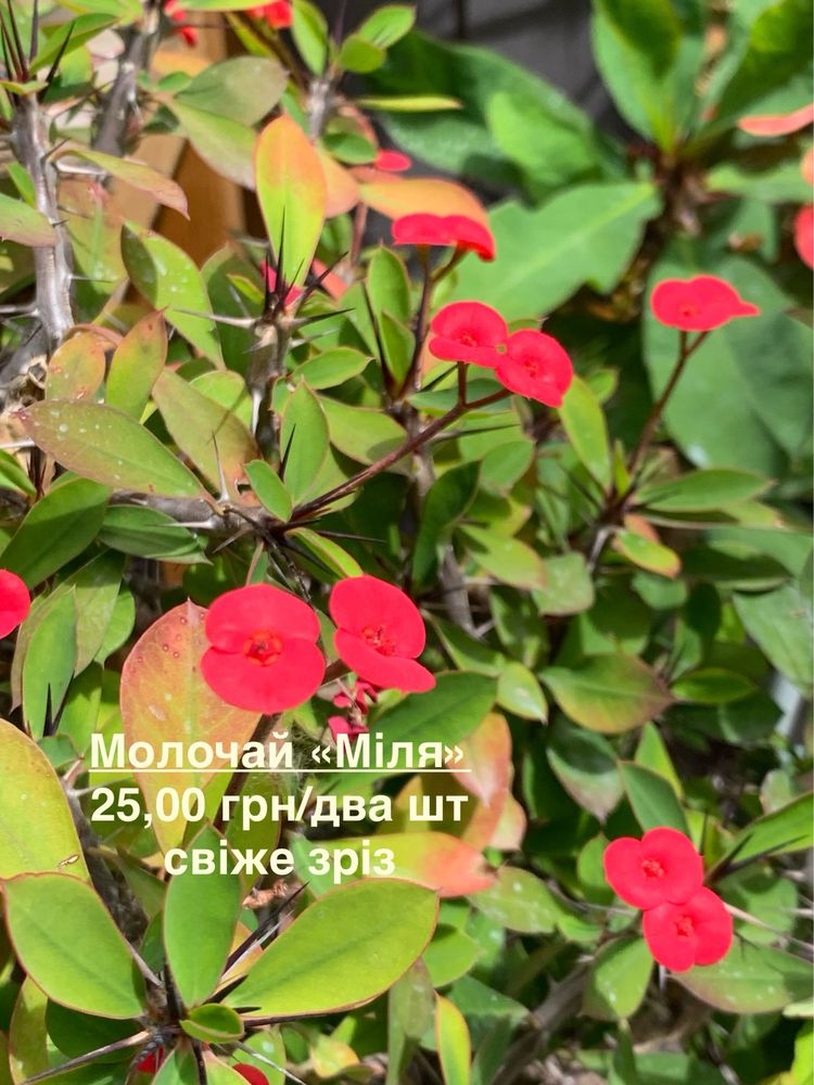 Молочай. Еуфорбія. Молочай Мілі. Эуфорбия різні види.