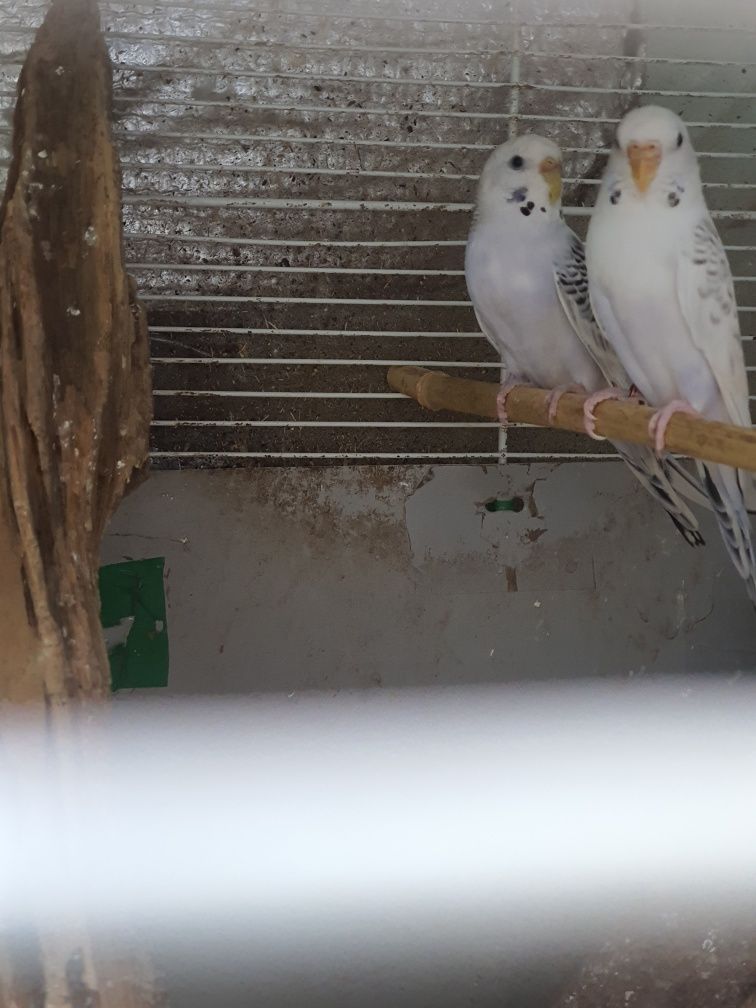 2 casais periquitos mais 4 filhos