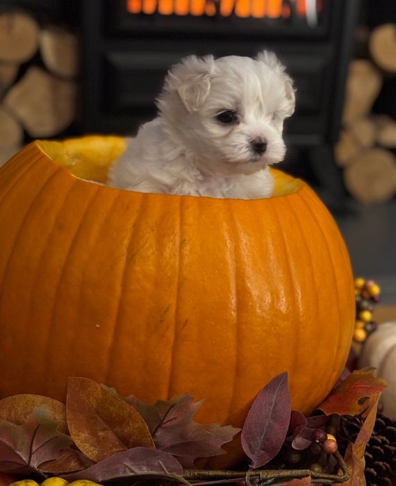 Maltańczyk Bez wad genetycznych