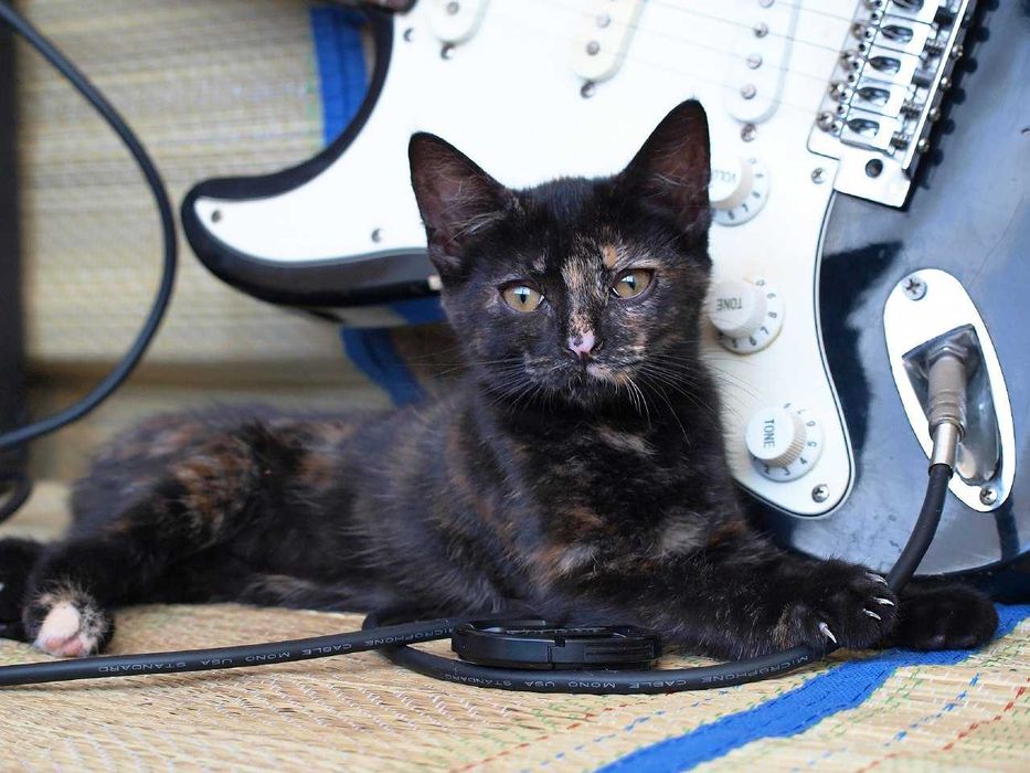 Котенок Кейт ищет дом