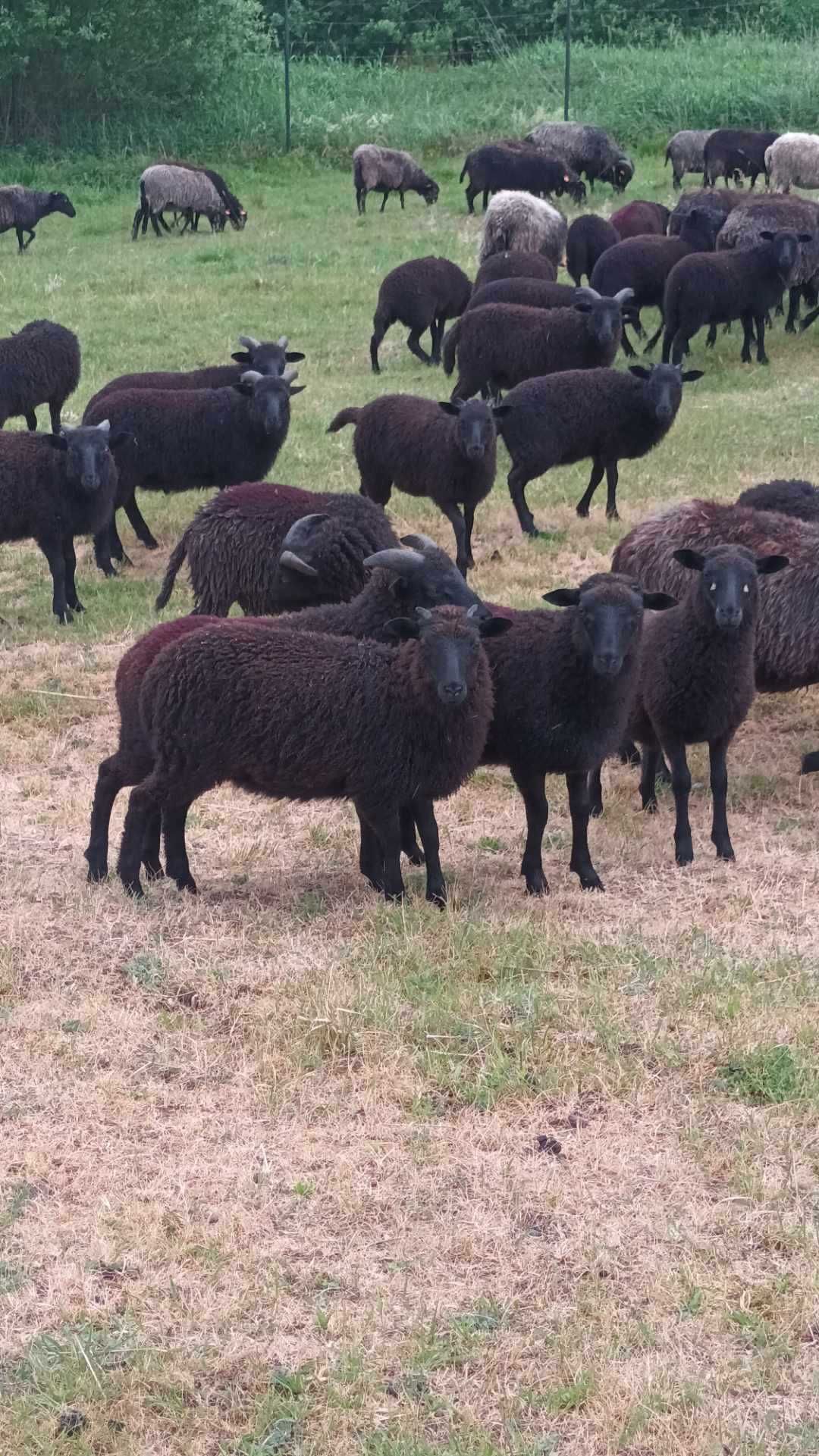 Owce  rasy wrzosówka