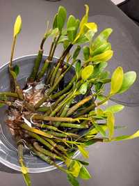 Mangrowiec -nasiona sadzonki z Florydy duże rozwinięte morskie słodkie