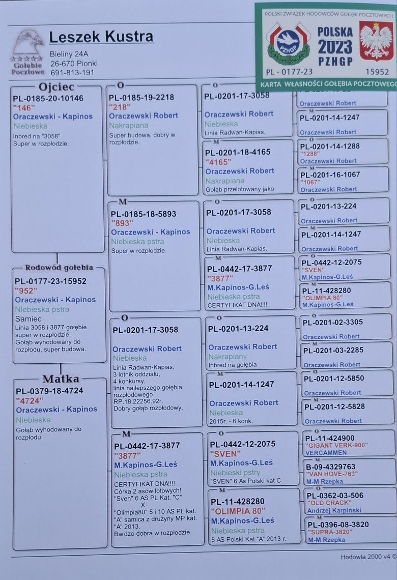 Gołąb pocztowy Samiec Marcin Kapinos x Oraczewski