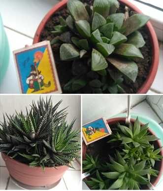 Цветок растение хавортия многолетняя суккулент 3 разновидности