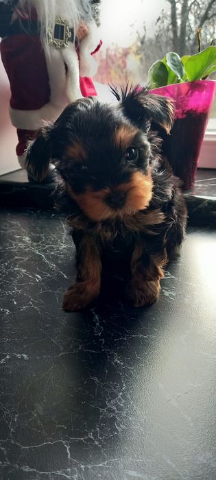 Цуценята Йоркширський тер'єр