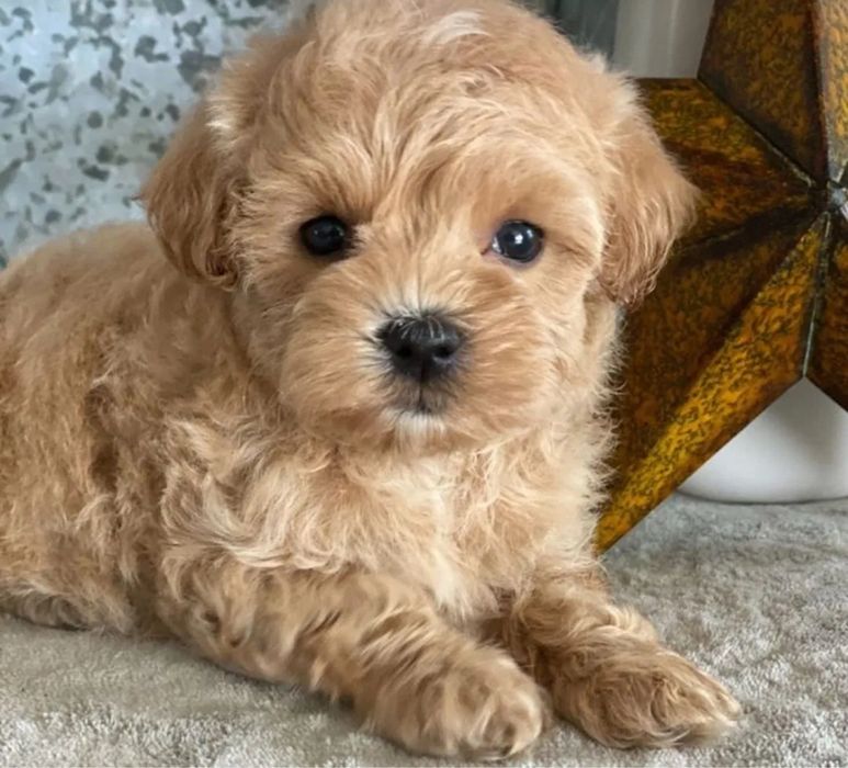 Плюшевий хлопчик Мальтипу, вакцинований, готовий до переїзду