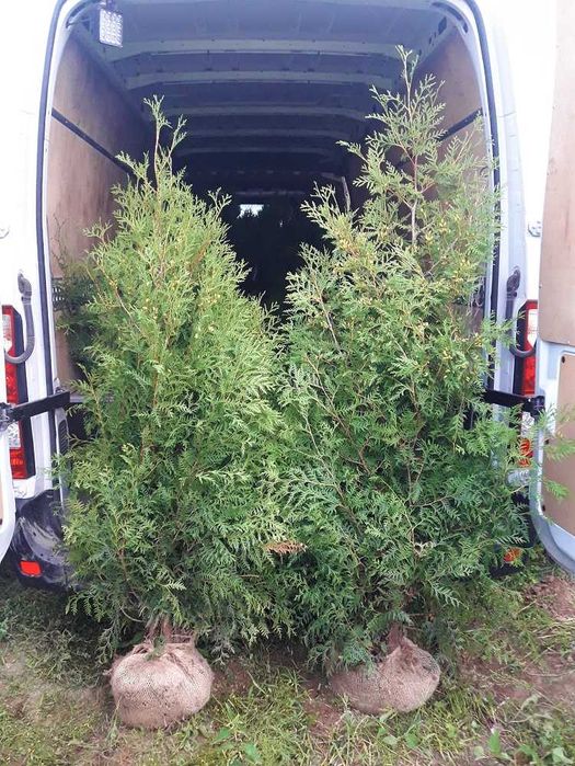 Thuja Brabant! Tuja, tuje! 200,220,240,250,300 cm! Dostawa! Sadzimy!