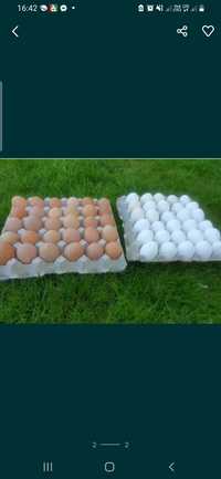 Jajka wiejskie ekologiczne 1,30zl