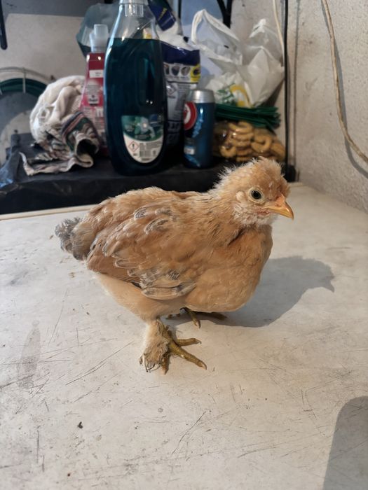 Vendo garnizas muito bonitas e meigas