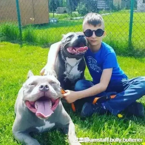 Amstaff Blue chłopiec