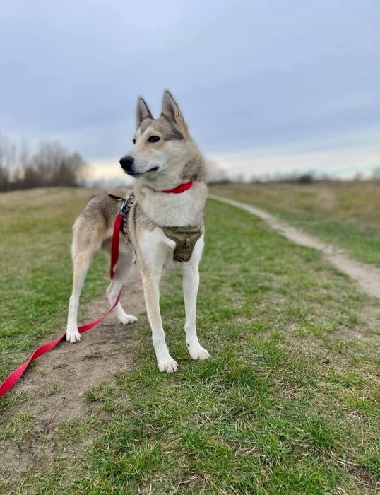 AXEL młody aktywny piękny pies