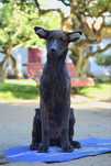 Xoloitzcuintli Coated Standart - Macho