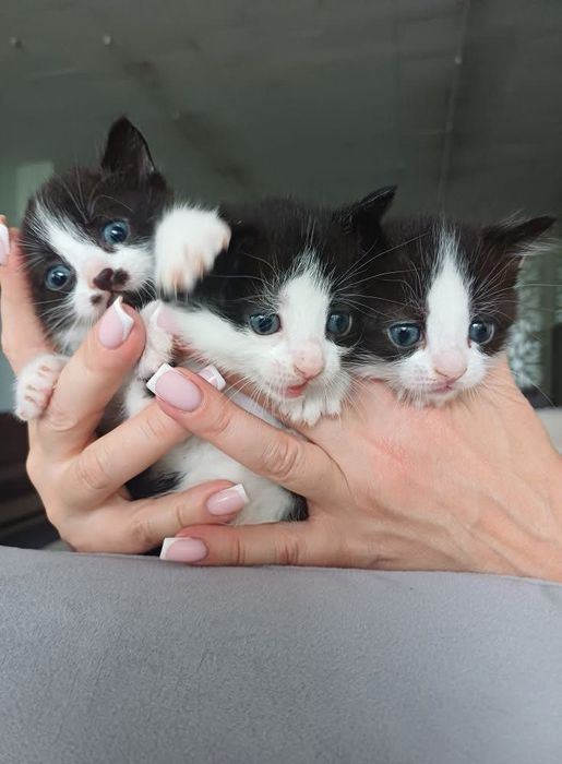 Врятовані кошенята шукають родину