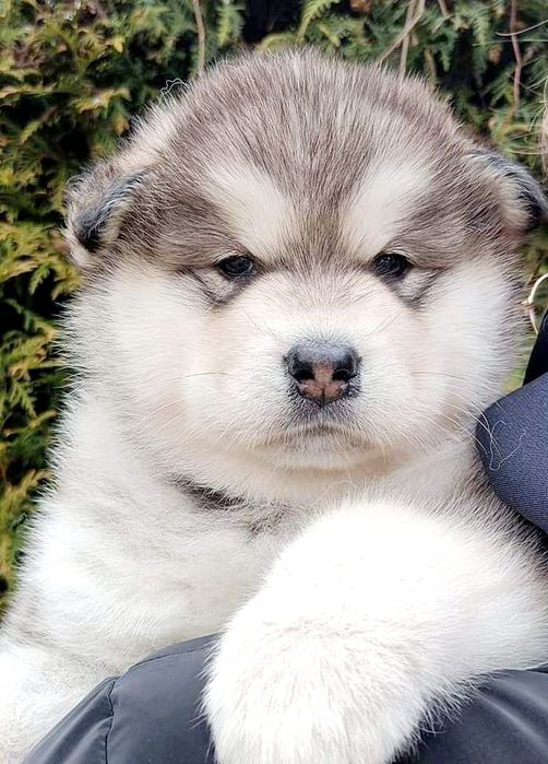 Alaskan Malamute *Arctic Challenge Poland FCI* rezerwacje jesień 2023