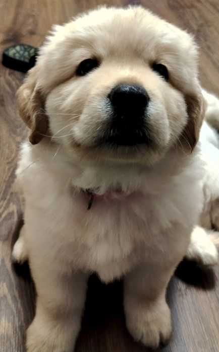 Цуценята лабрадор