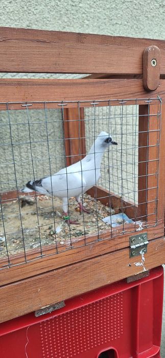 Gołebie Wiedeńskie