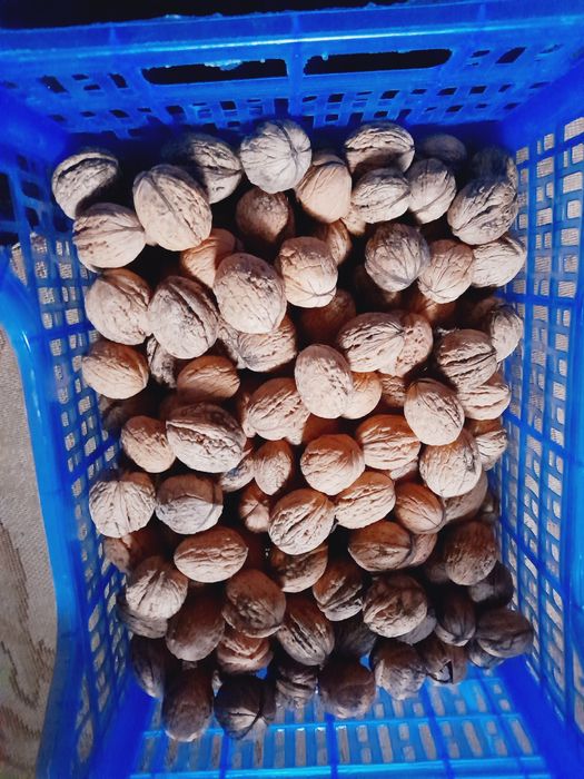 Orzechy włoskie tegoroczne