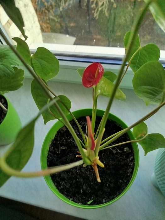 Антуріум, чоловіче щастя)))