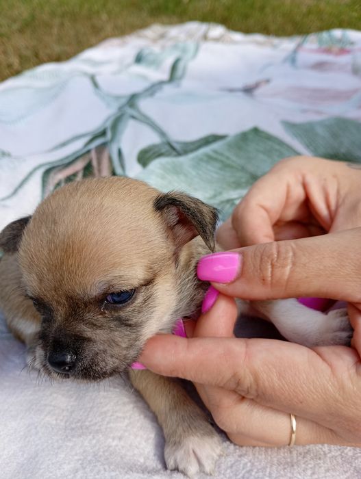 Śliczny piesek chihuahua